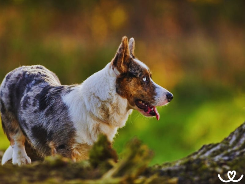 Plemeno-welsh-corgi-pembroke (1)